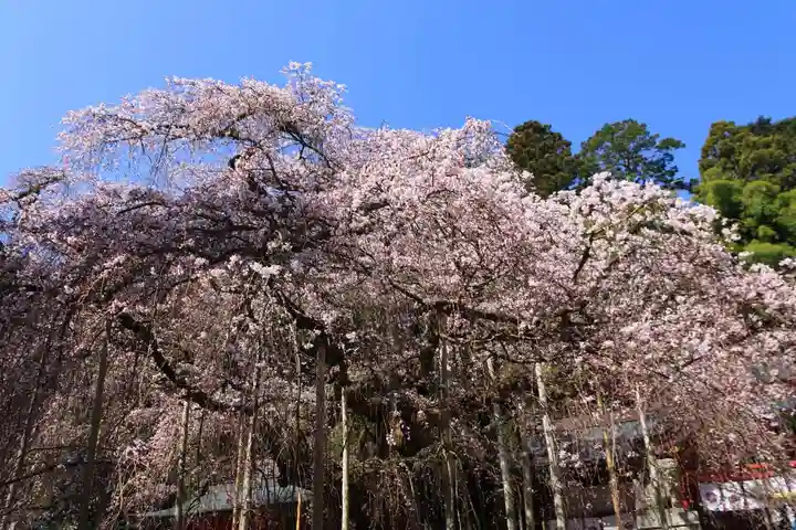小川諏訪神社の自然