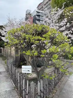 霊巌寺(東京都)