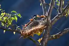 宝光寺の動物