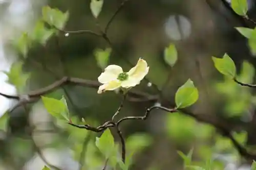 阿久津「田村神社」（郡山市阿久津町）旧社名：伊豆箱根三嶋三社の庭園