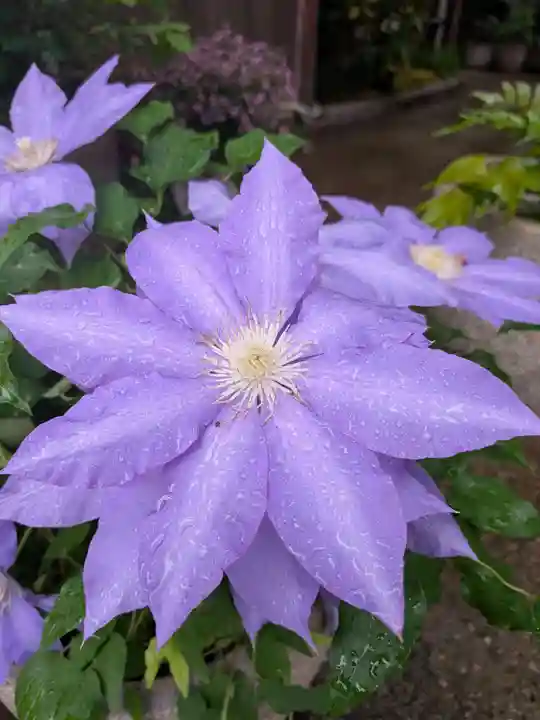 陽運寺(東京都)