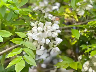 太巌寺(ふじの寺)(三重県)