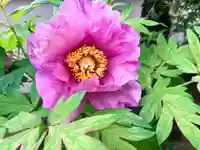 真言宗 善通寺派 薬王寺の自然