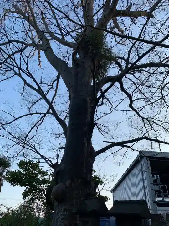 鷲神社(千葉県)