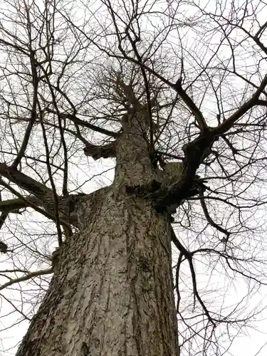 福井神社の自然