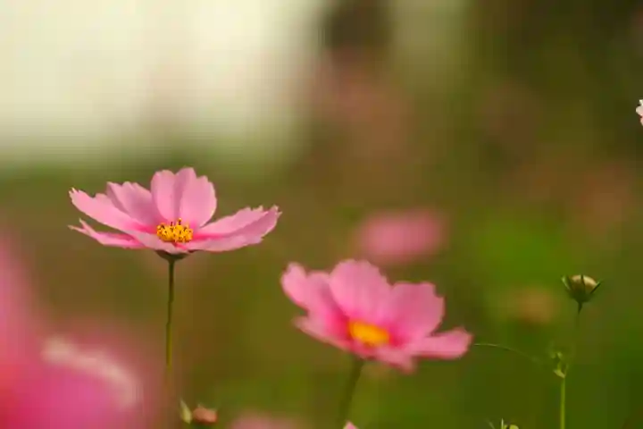 般若寺 ❁コスモス寺❁(奈良県)