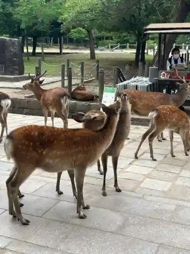 東大寺の{uncategorized: "未分類", other: "その他", undefined: "問題あり", building: "その他建物", grave: "お墓", sacred_gate: "鳥居", guardian: "狛犬", statue: "像", buddha: "仏像", history: "歴史", nature: "自然", garden: "庭園", animal: "動物", pagoda: "塔", temizu: "手水舎", mountain_gate: "山門・神門", sanctuary: "本殿・本堂", subordinate: "末社・摂社", art: "芸術", scenery: "景色", jizo: "地蔵", ema: "絵馬", goshuin: "御朱印", omikuji: "おみくじ", items: "授与品その他", amulet: "お守り", goshuincho: "御朱印帳", eats: "食事", festival: "お祭り", votive_dance: "神楽", shichigosan: "七五三参", wedding: "結婚式", experience: "体験その他", initially: "初詣", around: "周辺", anti_infection: "感染症対策"}