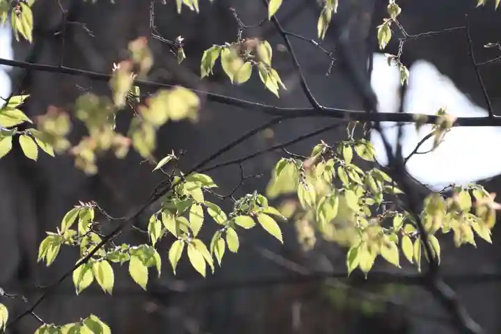 阿邪訶根神社の自然