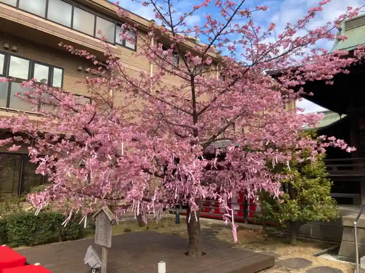 桜神宮の自然