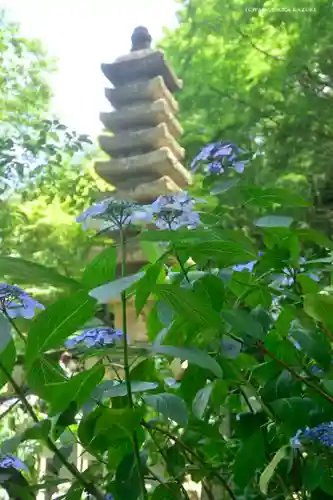 高幡不動尊　金剛寺の塔