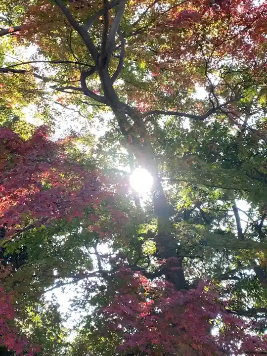 篠原八幡神社の自然