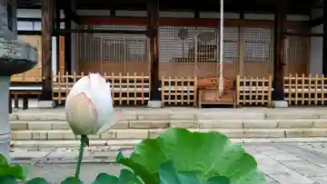 妙蓮寺の本殿・本堂