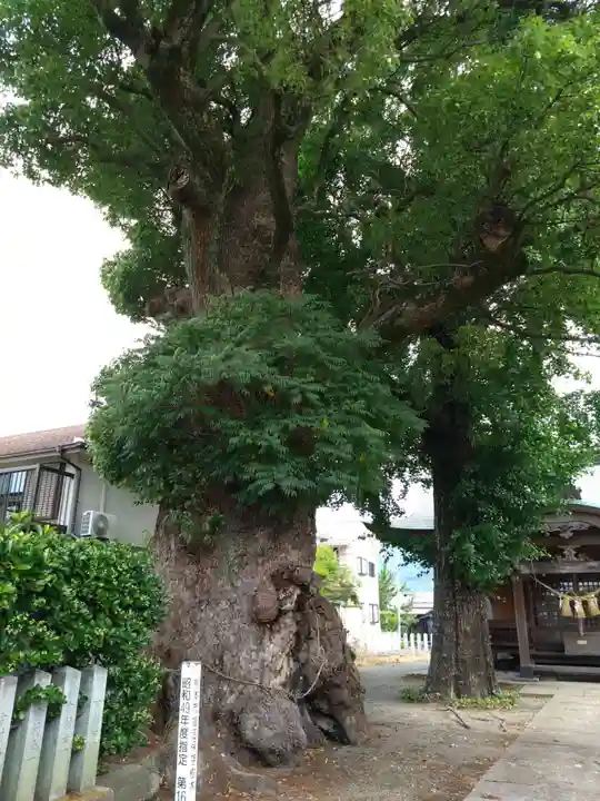 下代菅原神社の自然