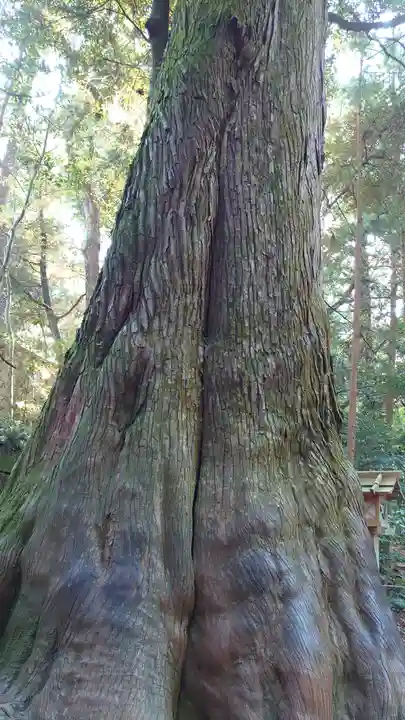 伊勢神宮内宮(皇大神宮)の自然