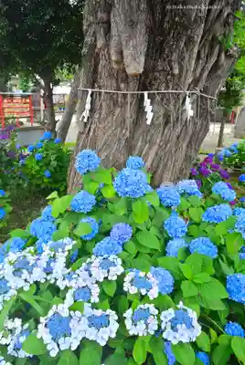 磐井神社(東京都)