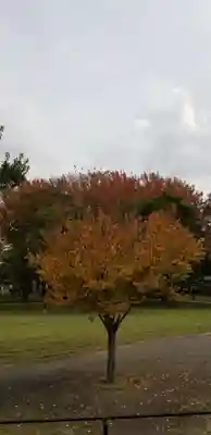 香取神社の自然