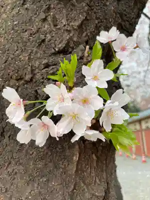 花園神社(東京都)