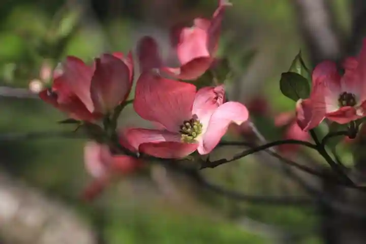 開成山大神宮の自然
