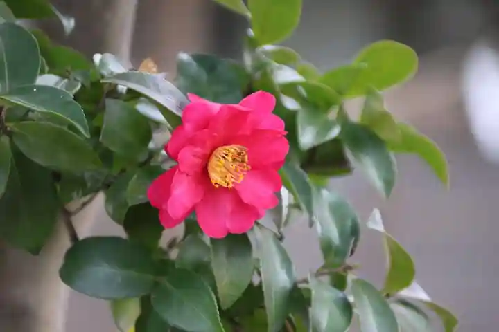 豊景神社の庭園