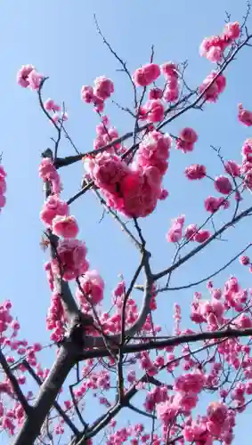 北海道神宮の自然