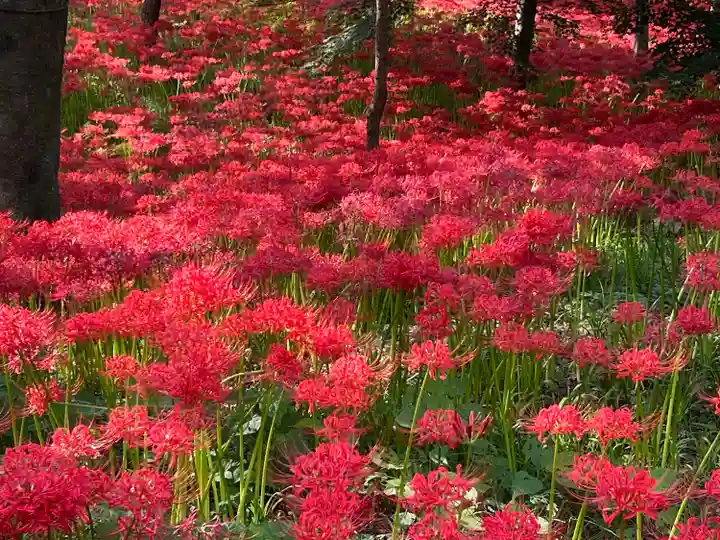 高麗神社(埼玉県)