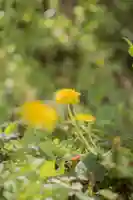 正安寺(神奈川県)