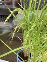 總社 和田八幡宮の庭園