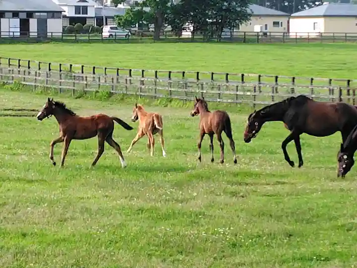 十勝神社の周辺