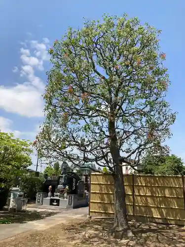 宝光院(埼玉県)