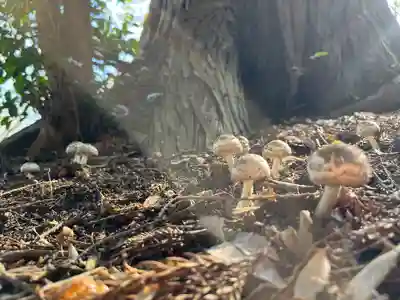 結城諏訪神社(茨城県)