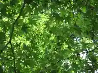 横瀬八幡宮(山口県)