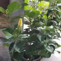 妙蓮寺のその他建物