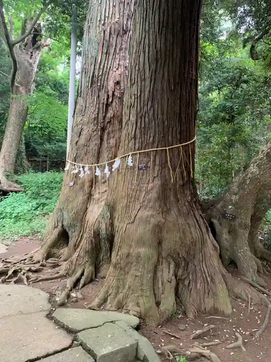 日吉神社の自然