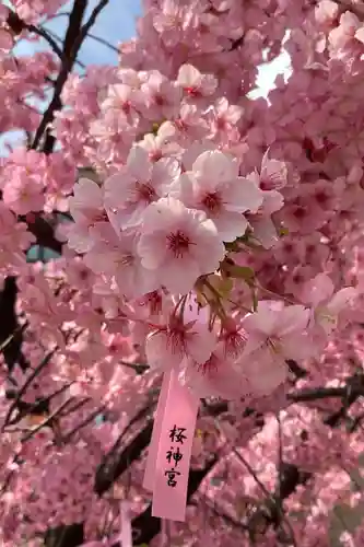 桜神宮(東京都)