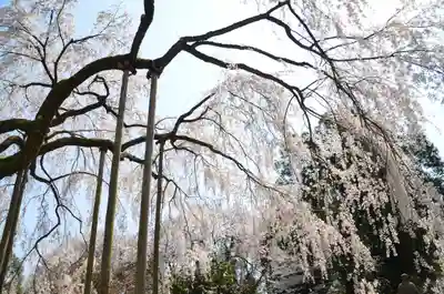 足羽神社の自然