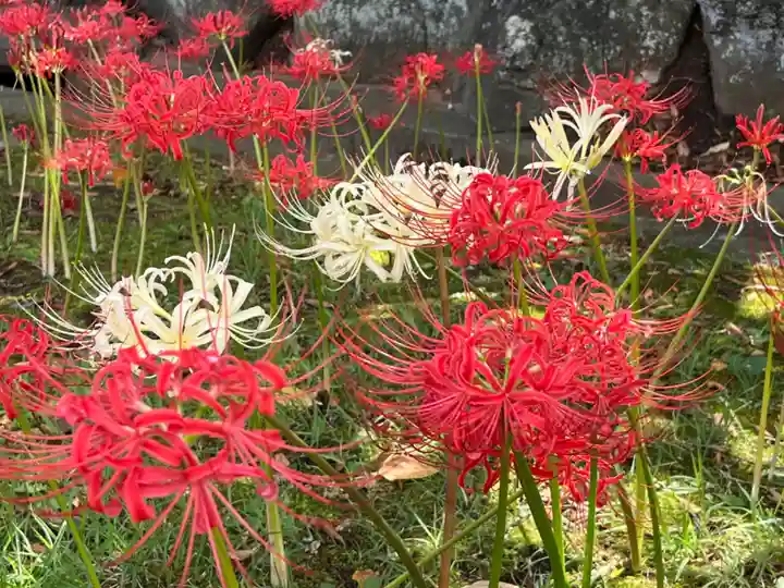 横浜 西方寺の自然