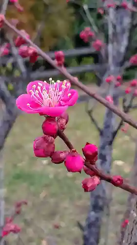 林天神社の自然
