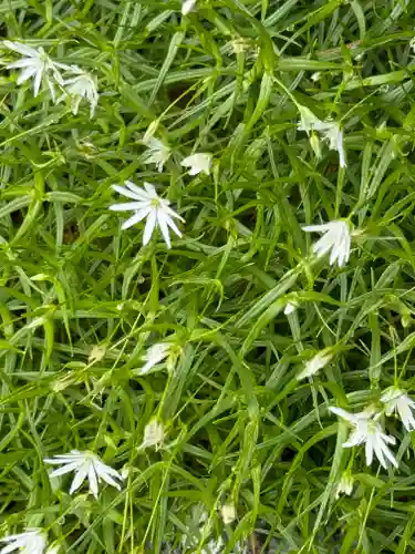 雄山神社峰本社の自然