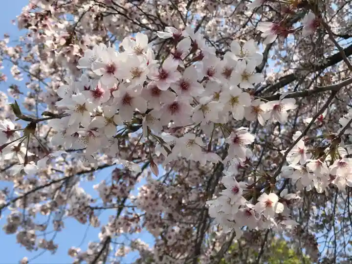 埼玉厄除け開運大師・龍泉寺(切り絵御朱印発祥の寺)の自然