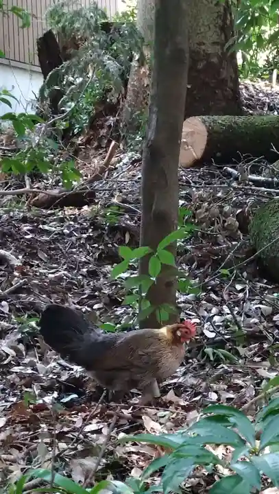 天岩戸神社(宮崎県)