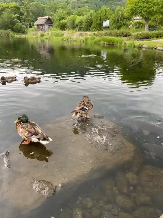 淺間神社(忍野八海)(山梨県)