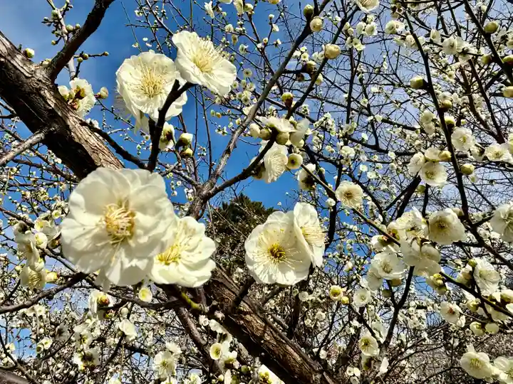 上野天満宮(愛知県)