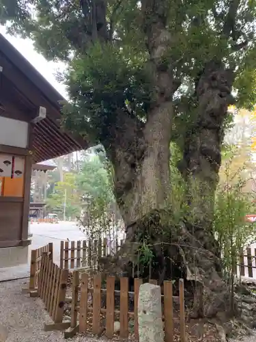 塚崎神明社(千葉県)
