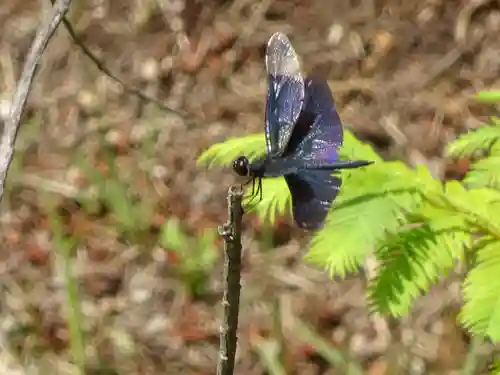 三光稲荷神社の動物
