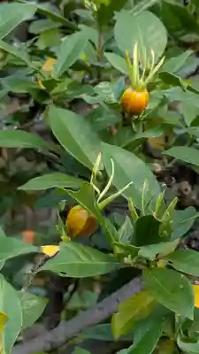 宝蔵寺(京都府)