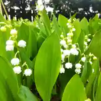 七重浜海津見神社(北海道)
