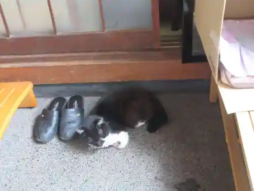 蔵前神社の動物