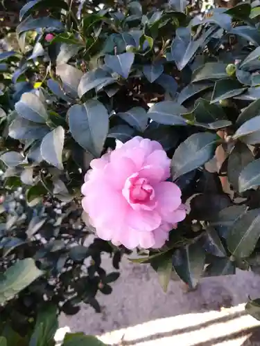 櫛田神社の自然