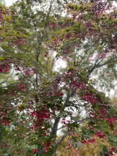 青森縣護國神社の自然