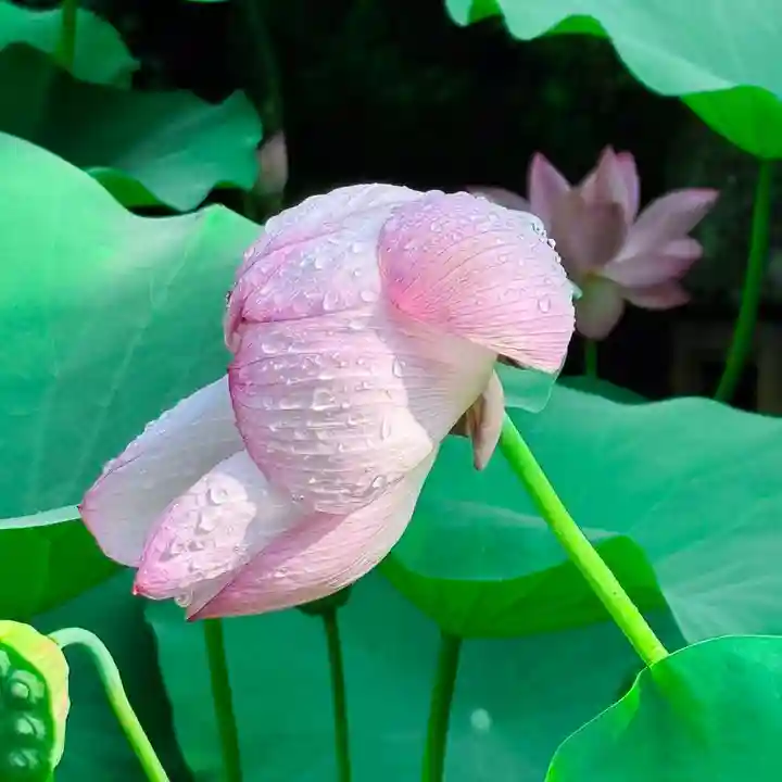 伊勢の国 四天王寺(三重県)